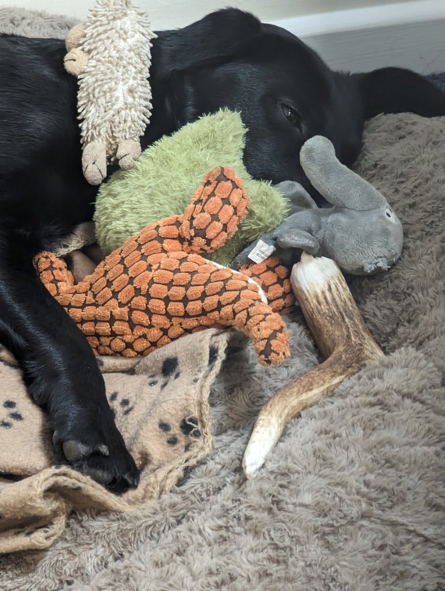 fgaughan's tweet photo. Hearing dog Crumble loves her toys https://t.co/HycgXEHGQW