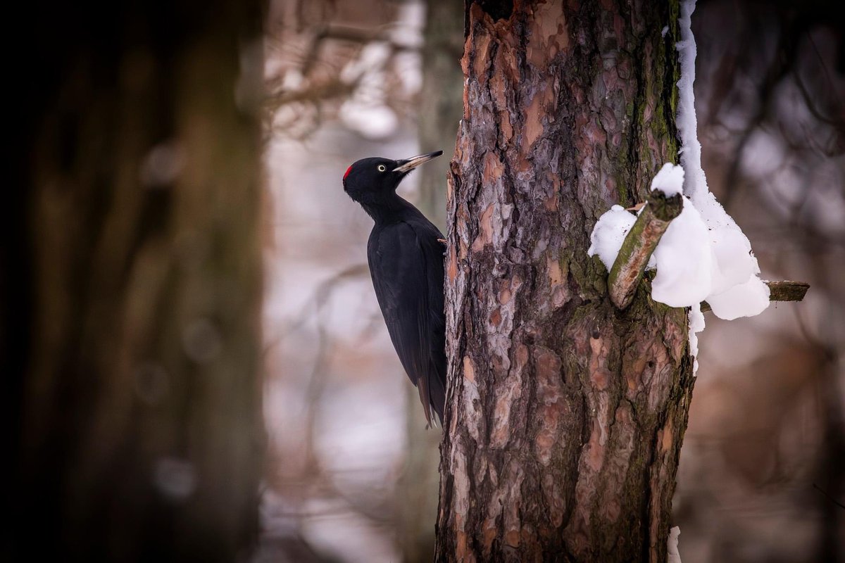 What a morning! 👌🐦❤️☺️
#wildlife #nature #birdphotography #bird #bestbirdshots #bestbirds #bestbirdshot #beautifulday #photographer #photography #poland #polandisbeautiful #sigma150600 #canonr6mk2 #winter #winterscenery