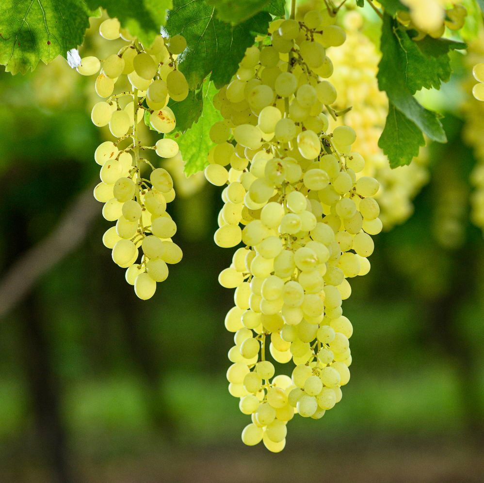 Raisins SA proudly represents approximately 700 growers. Our organisation's mission is to oversee industry-related research and development, maintain the industry's database, administer the statutory levy in compliance with the regulations outlined in the NAMC.

#southafricafruit