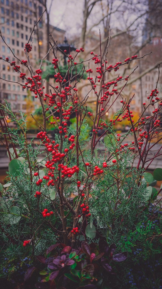 Christmas Colors #madisonsquarepark #streetphotography #nature #nyc