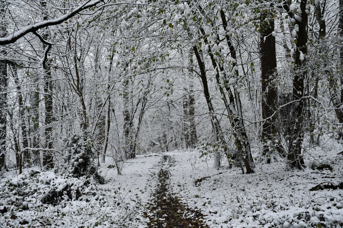 Wonderful news! Weston Woods is officially a COMMUNITY WOODLAND after the sale completed this week. The woodland will be managed for people and for nature, in perpetuity. Amazing things can happen when communities come together. Thank you everyone! #community #naturerecovery