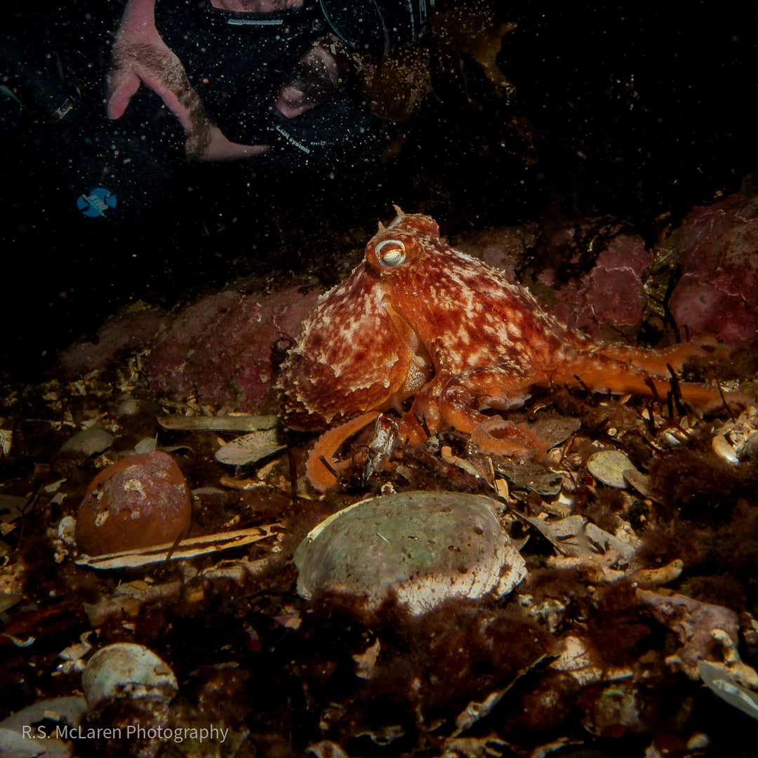 Eledone cirrhosa - Curled Octopus
.
Honestly, still can't believe how amazing last months octopus encounter was in Lamlash Bay! Also, can't get over just how tiny it was too! Check out the diver in the background for scale!
.
📍Lamlash Bay, Isle of Arran - Scotland 🏴󠁧󠁢󠁳󠁣󠁴󠁿