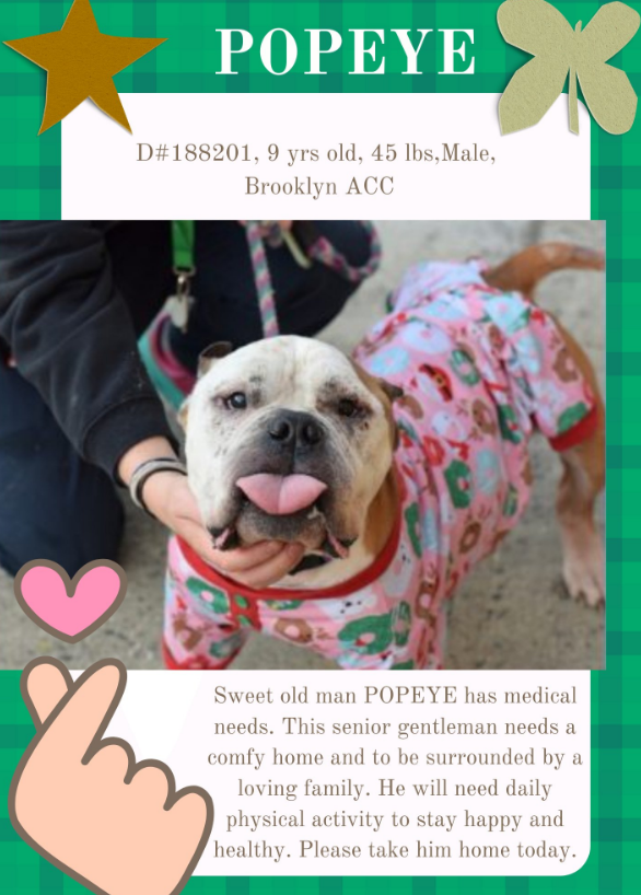 Popeye💔💝🎄
#NYCACC #188201
nycacc.app/#/browse/188201 

#MedicalRescue 
#Adopt #Foster 

While we do not know about his history
We do know Popeye has loads of character
He needs TLC & a soft landing

Help out a pup in need