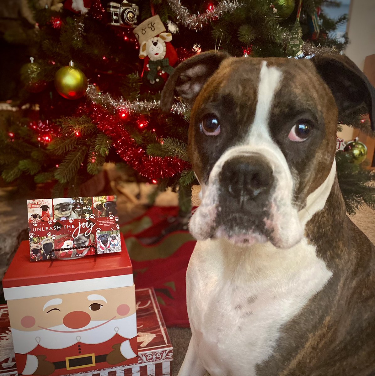 Gunner just got a beautiful Christmas card from Zinny & Winny and Angel Mushu 💌❤️🎄🎅 Thanks dear friends, you bring us so much joy! #UnleashTheJoy #HappyPawlidays #WinnyandZinny #AngelMushu #PupMail #ChristmasCard