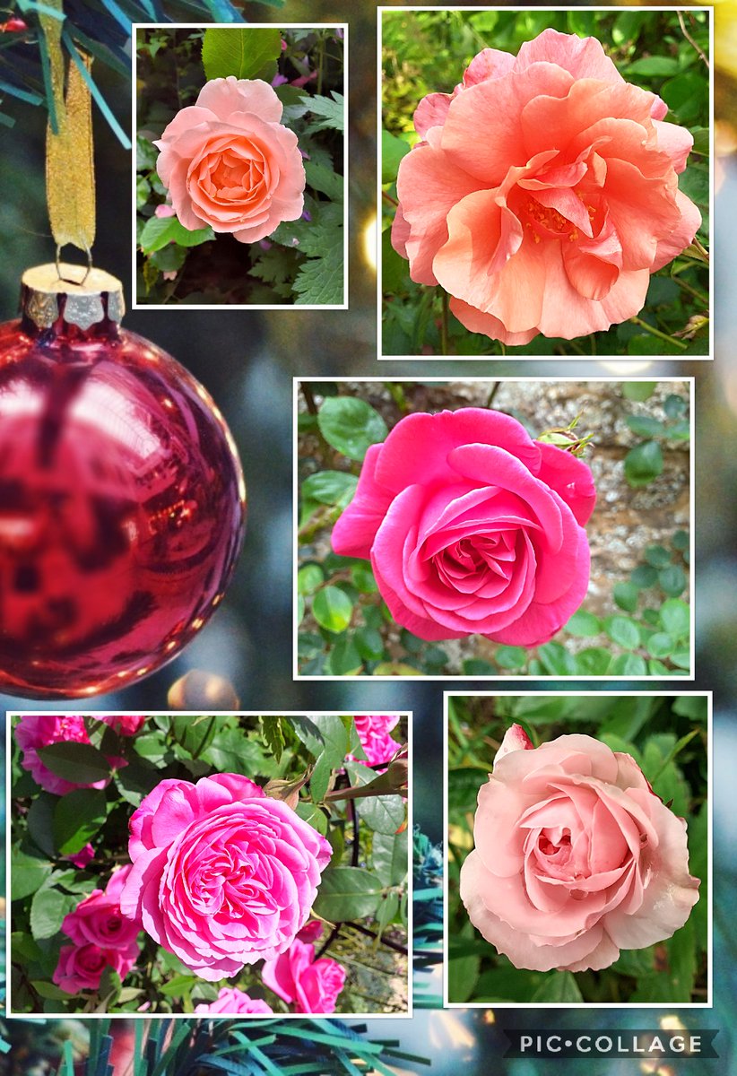 #RoseWednesday
Wishing you all a happy Christmas with lots of love. X #RoseADay  #GardeningTwitter