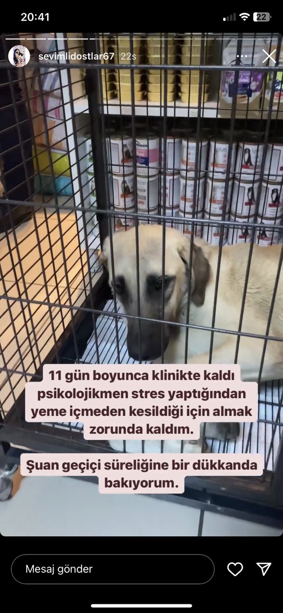 🆘🆘🆘 ACİL DESTEĞE İHTİYACIM VAR 🆘🆘🆘

OTOPARKIN ÇATISINDAN DÜŞEN BEYAZIN SİZE İHTİYACI VAR‼️‼️‼️

Klinik borcu için patili dostlarımızın desteğine çok ihtiyacım var🙏🏼

Lütfen görmezden gelmeyin az çok demeden destek olursanız sevinirim 🙏🏼

REYHAN SARAÇ
05538810407
