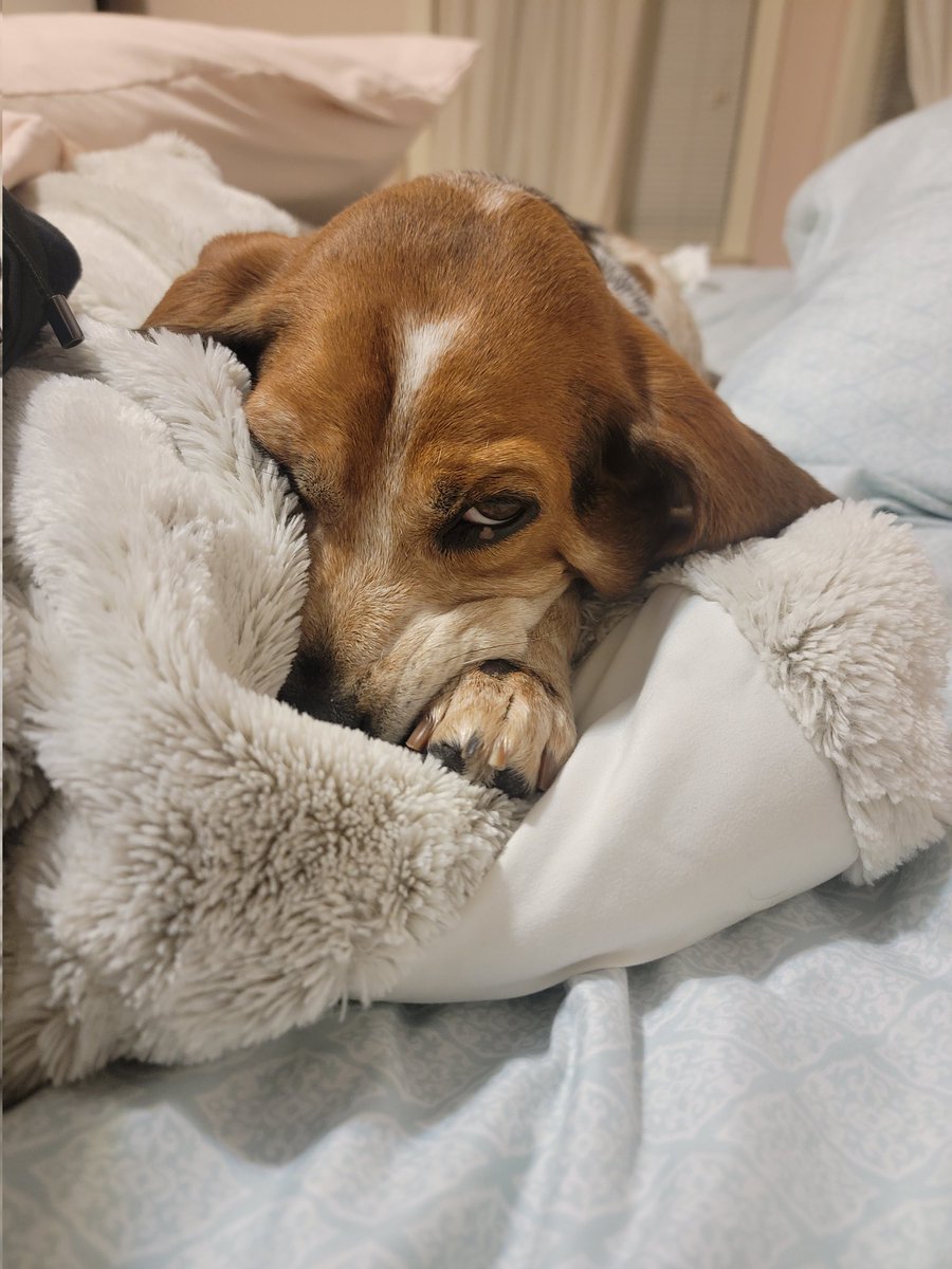 Her majesty does not wish to rise. <a href="/beaglefacts/">Beagle Facts</a> #beagles #dogsoftwitter #Wednesdayvibe