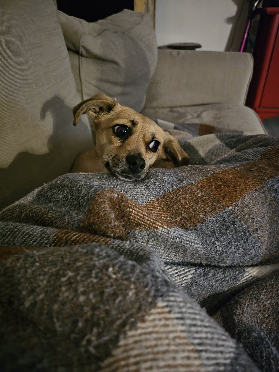 eliftok's tweet photo. @beyazcurap Yukarıda görünsün diye 5 yıldız veriyorum. Kedi istemiştim, köpek geldi. Kargoya gitmeye üşendiğim için iade etmedim ama insan biraz dikkat eder. https://t.co/VGjhVaZgyV