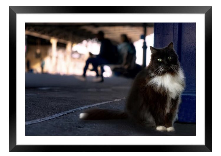 RIP Felix the Huddersfield Train Station Cat. Shop.photo4me.com/1271566 #felix #felixthecat #huddersfieldtrainstation #transpennine #transpennineexpress #huddersfielrailwaystation #huddersfieldstationcat