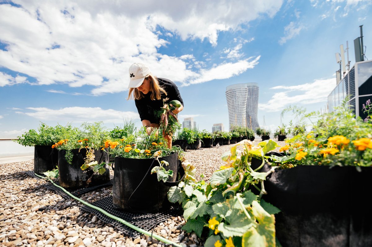 Microhabitat (@microhabitat_ca) on Twitter photo Let's embrace a greener future with urban farming, where city dwellers and nature coexist in perfect harmony! π±ποΈ Let's embrace a greener future with urban farming, where city dwellers and nature coexist in perfect harmony! π±ποΈ
