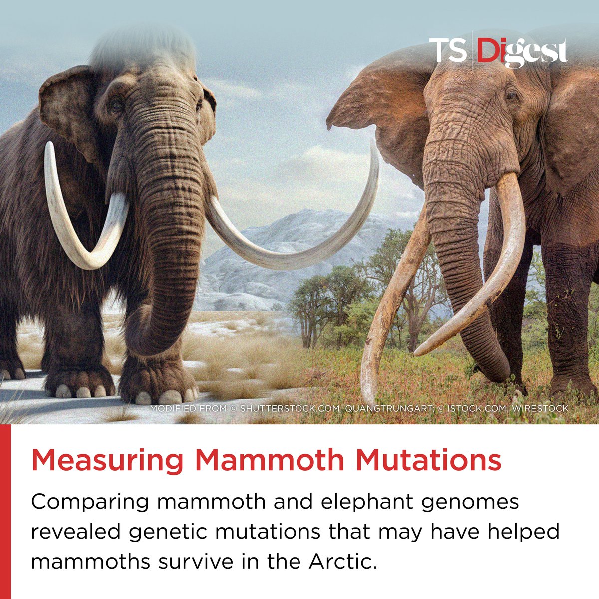 Mutations in genes related to hair growth, fat storage, and thermosensation likely helped woolly mammoths adapt to a harsh, cold environment, according to a study by @indianadiez and @love_dalen at @CpgSthlm. Read more here: bit.ly/3NbJcEC