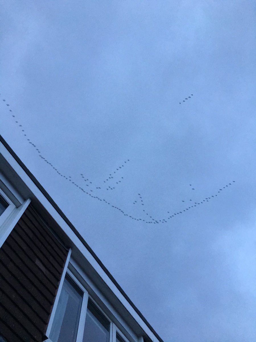 Amanda Johnstone tweet media