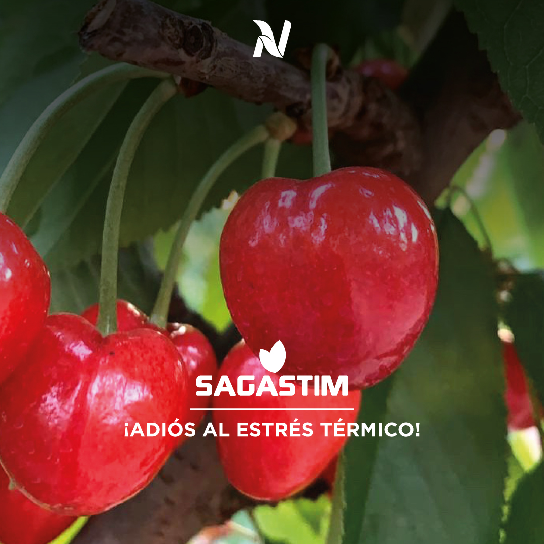 💪🏼¡Nuestros productos son imbatibles!
➡️Probá nuestro bioestimulante que acelera el metabolismo de las plantas en condiciones de estrés.
✅ Original en su formulación.
¡Si precisas asesoramiento por estas situaciones, nuestros consultores técnicos tienen la solución!