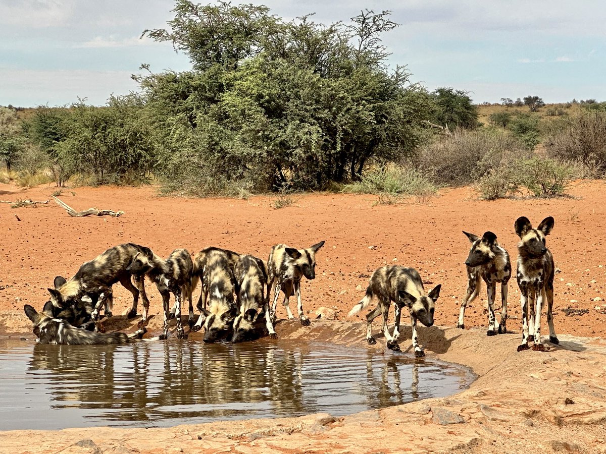Vishva Dixit (@dixitvishva) on Twitter photo Thirsty in the Kalahari - African Wild Dog - highly endangered! Thirsty in the Kalahari - African Wild Dog - highly endangered!