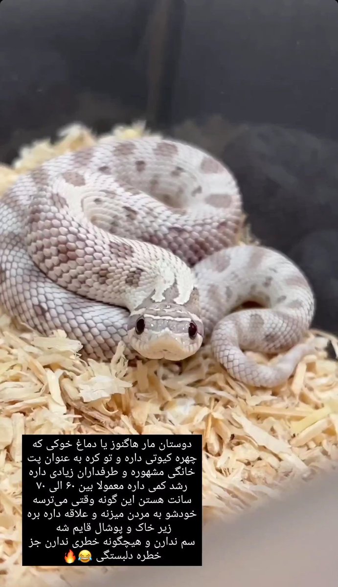 tttpttt_01's tweet photo. کاش ی خیری بود برای مردم پت میخرید. برا منم مار:) https://t.co/K4E9HwZoKM