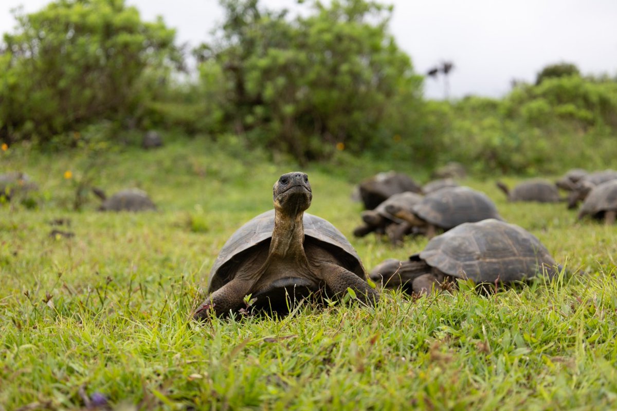 Parque Galápagos tweet media