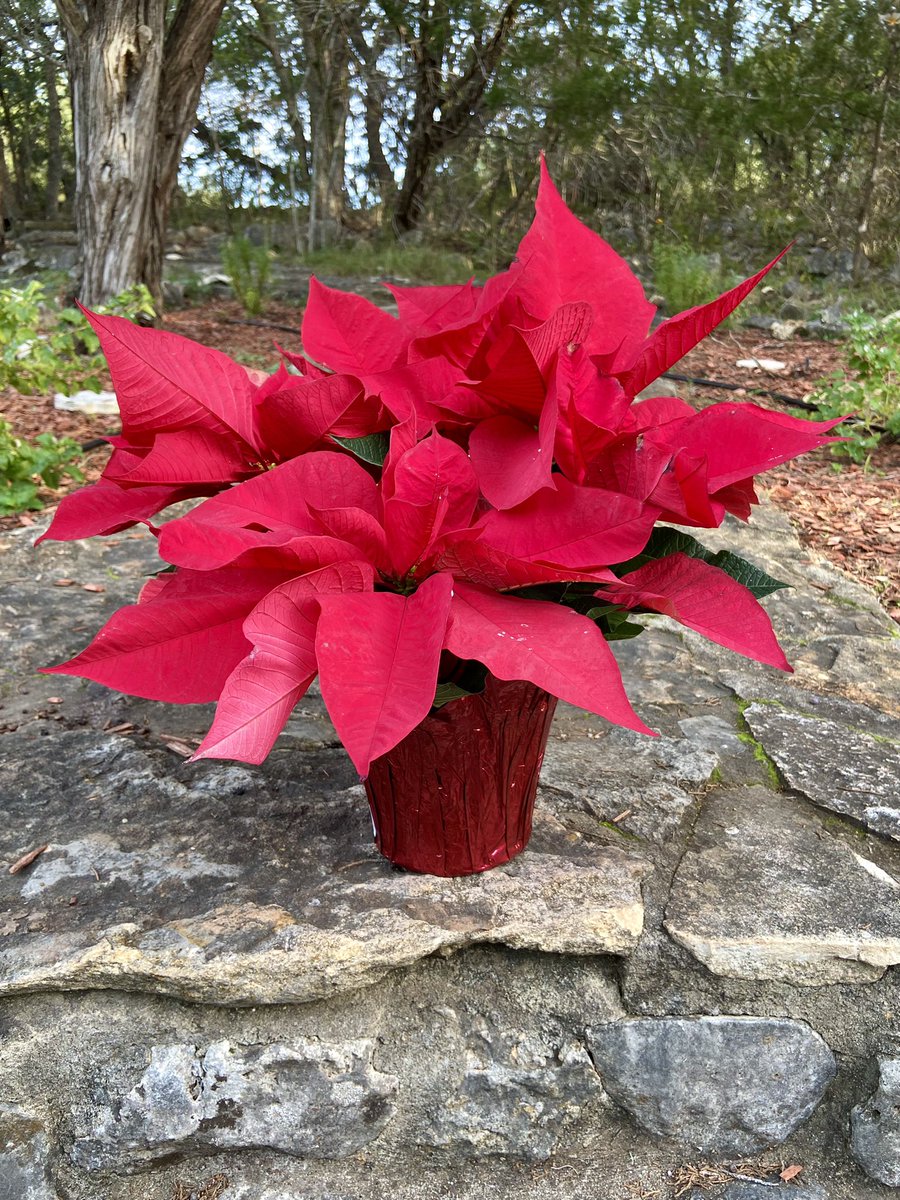 Hernandez Elementary PTO (@heropto) on Twitter photo The poinsettias are here and they are beautiful!! If you have ordered already check your email for pick up information. If you haven’t-it’s not too late! hernandezelementarypto@gmail.com
$15 each cash, check or Venmo
<a href="/HernandezSMCISD/">Hernandez Elementary</a> <a href="/SanMarcosCISD/">San Marcos CISD</a> The poinsettias are here and they are beautiful!! If you have ordered already check your email for pick up information. If you haven’t-it’s not too late! hernandezelementarypto@gmail.com
$15 each cash, check or Venmo
<a href="/HernandezSMCISD/">Hernandez Elementary</a> <a href="/SanMarcosCISD/">San Marcos CISD</a>