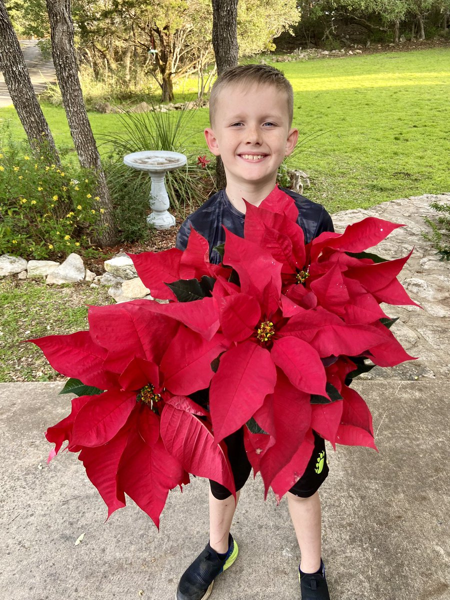 HeroPTO's tweet image. The poinsettias are here and they are beautiful!!  If you have ordered already check your email for pick up information. If you haven’t-it’s not too late!  hernandezelementarypto@gmail.com 

$15 each cash, check or Venmo
@HernandezSMCISD @SanMarcosCISD