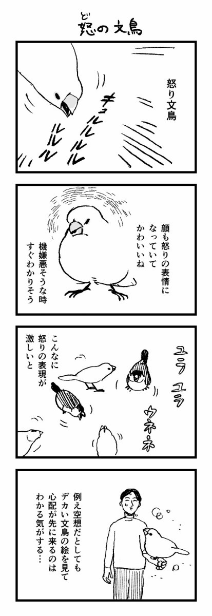 4コマ 怒り文鳥