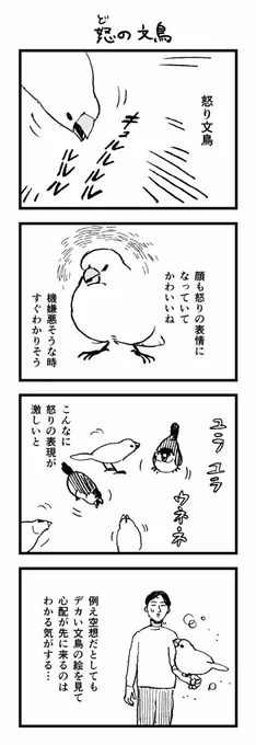 4コマ 怒り文鳥