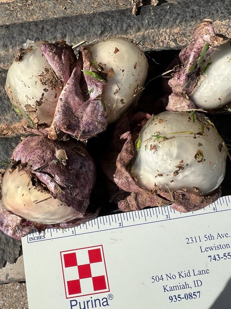 txplantclinic's tweet image. Wonderful #WhatWednesday (12/06/23). Mystery thing from @txextension CEA Lonnie J. 
It has a gelatinous exterior and is firm. This is a STINKHORN EGG.  Read more about our email interaction at tx.ag/IgTPDDL -KO #extplpm #extensionlife #funfungus #stinkhorn