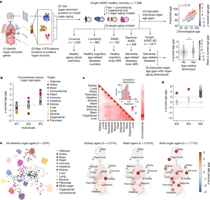 'Organ aging signatures in the plasma proteome track health and disease' nature.com/articles/s4158…