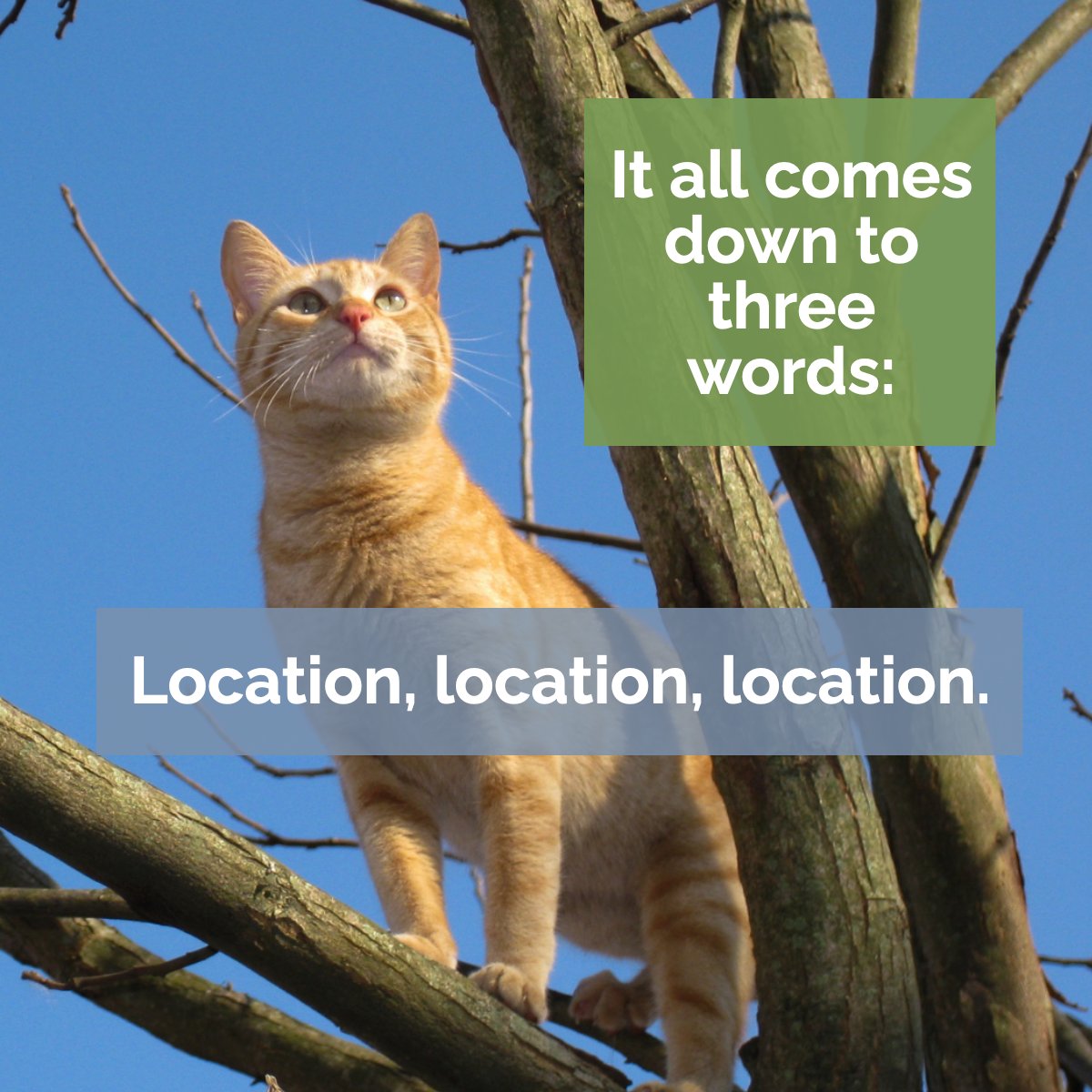 djamesrealtor's tweet photo. "Location, location, location."

You may have heard this mantra when talking to an agent about home values. In a nutshell, it means that homes can vary widely in value due to their locations. 🤭

#cat #tree #location #homes #value
 #darrenjamesrealtor #emptythebox https://t.co/F1DqAC2imy