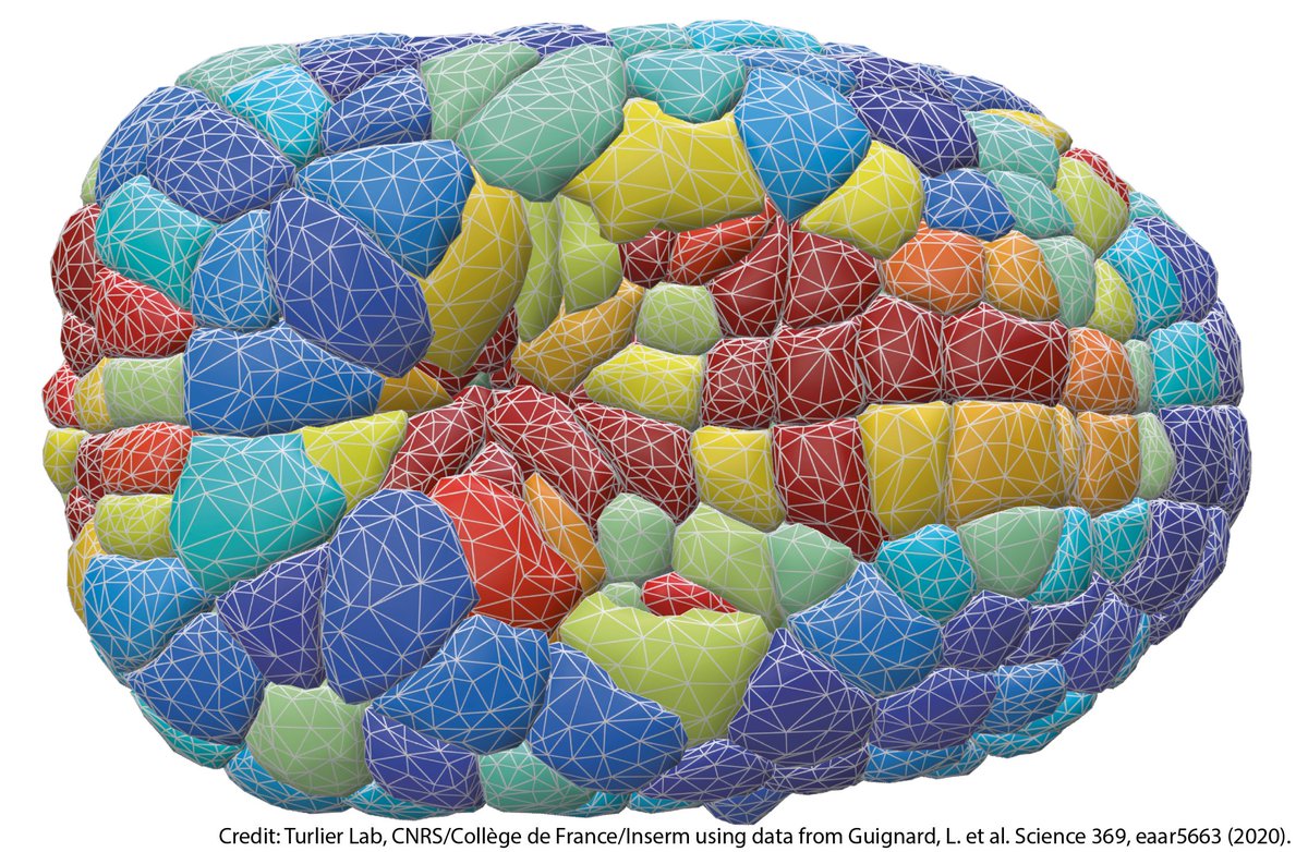 In ‘How to build a virtual embryo’ for Method of the Year 2023, @metricausa asks @BernaSozen_ @pedroza_monique @Yale @NRivron, @virtual_embryo, Shantanu Singh @broadinstitute and others about computational ways to study early development. #moty2023 nature.com/articles/s4159…