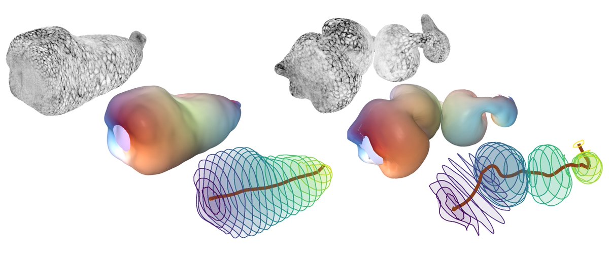 Noah P Mitchell (@noah_p_mitchell) on Twitter photo TubULAR maps whole-organ tissue deformations on complex dynamic surfaces and decomposes them into simple, interpretable components.
Published online today. Developed w/ Dillon Cislo in @StreichanS Lab, <a href="/UCSBPhysics/">UCSB Physics</a> <a href="/naturemethods/">Nature Methods</a>
rdcu.be/dsVXT TubULAR maps whole-organ tissue deformations on complex dynamic surfaces and decomposes them into simple, interpretable components.
Published online today. Developed w/ Dillon Cislo in @StreichanS Lab, <a href="/UCSBPhysics/">UCSB Physics</a> <a href="/naturemethods/">Nature Methods</a>
rdcu.be/dsVXT