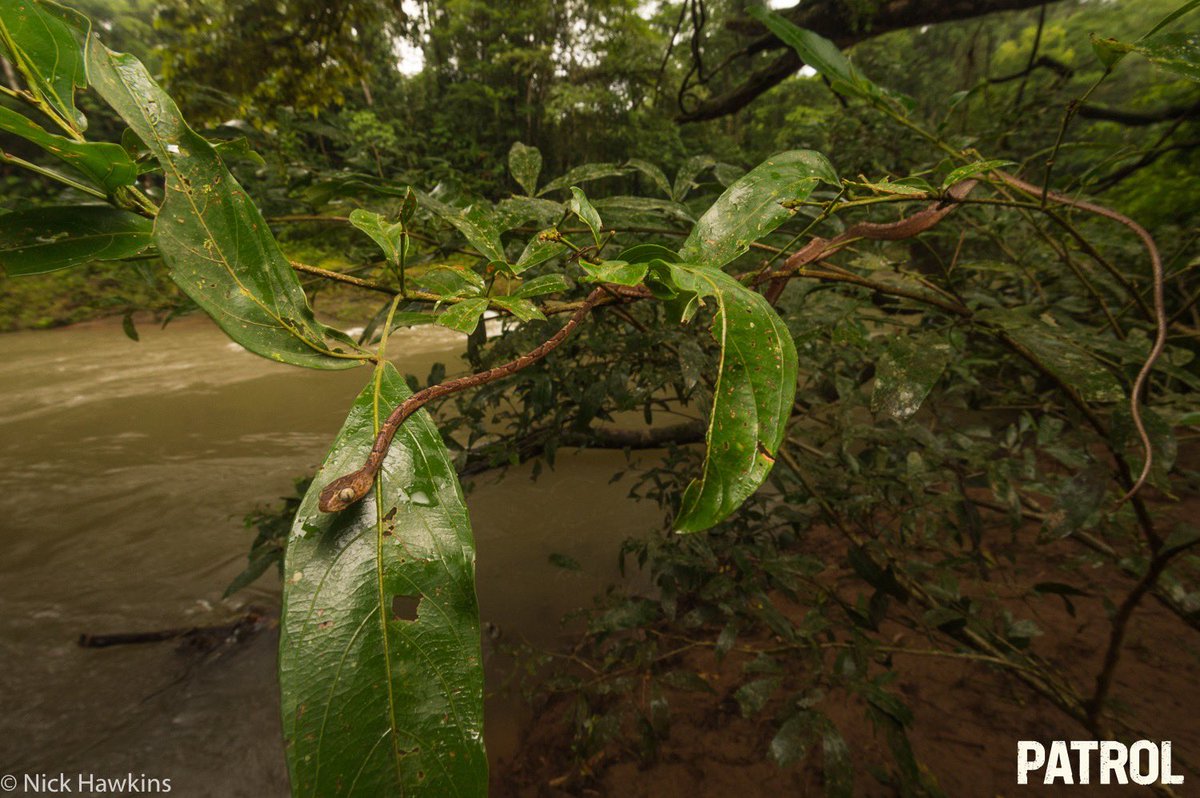 Preserving biodiversity in the #IndioMaíz Reserve is more than protecting species, it's protecting an irreplaceable natural treasure. Each plant, each animal, contributes to a delicate balance that sustains life in this ecological paradise.