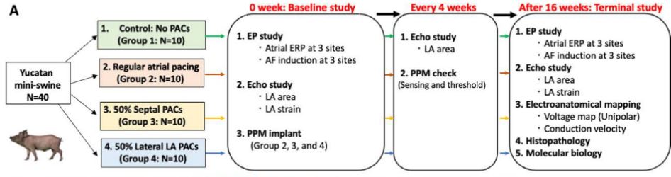 A study exploring the impact of frequent premature atrial complexes (#PACs), from different sites within the #atria, on developing #AF through adverse atrial remodeling in a swine model @gregorymmarcus @boatnoodlesoup @satoshihgc @ed_gerst ahajournals.org/doi/10.1161/CI…