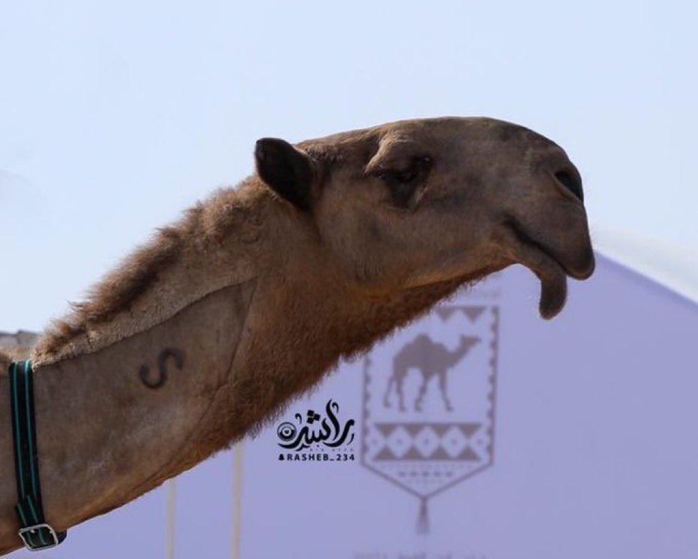 سلطانة ناقتكم، وانتم جمهورها 🐪 

اذا تشوفونها تستاهل لقب #جوهرة_الصحراء صوتوا لها في منصة #راعي_النظر 👇🏼 
tasharok.sa