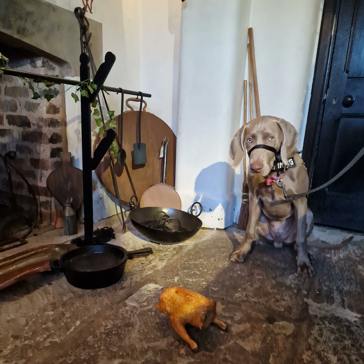 Super Zeus (a wonderful assistance dog) is our dog of the week!

#dogsinmuseums #weimaraner #assistancedog #westbromwich #sandwell #sandwellmuseums #dogfriendly #westmidlands