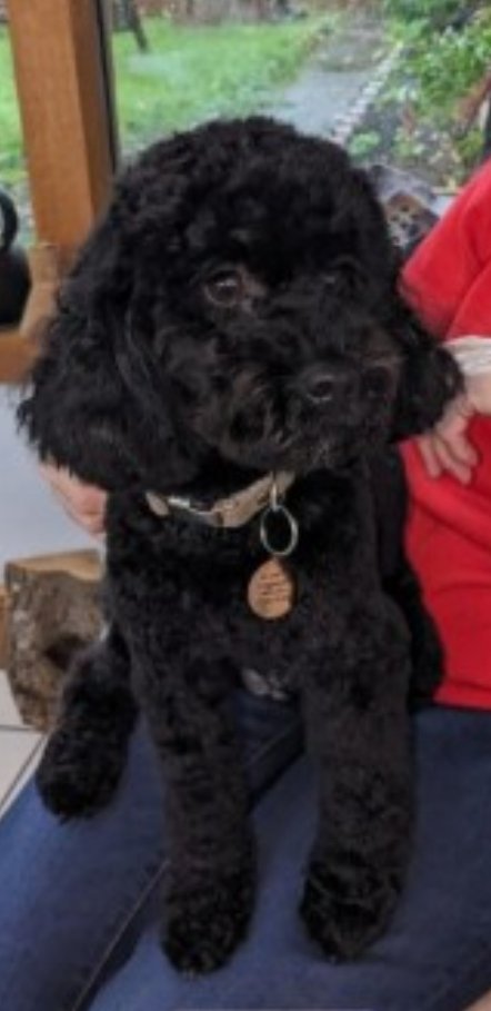 bs2510's tweet photo. BOWIE #SpanielHour
Male #Cockerpoo Young Adult Black Little white bits on his chin Microchipped
#Missing 05 Dec 2023 #Crigglestone #Wakefield the back garden of the property that backs onto fields and farming land WF4
https://t.co/nmyAwJcGjQ https://t.co/Yggfe17GCF