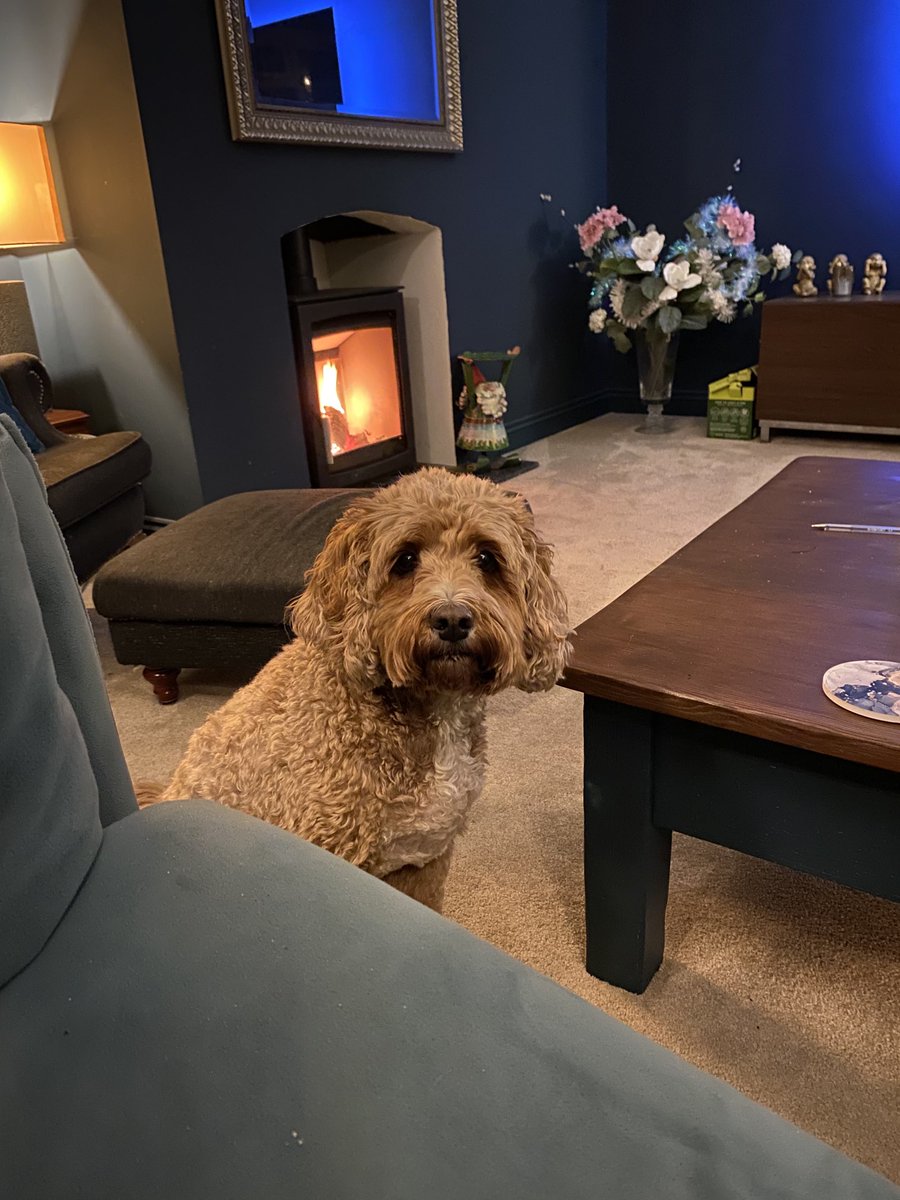 He won’t stop staring ! I’ve told him so many times there’s no more popcorn left. 

This is so awkward.

⁦<a href="/BFBSRadioHQ/">BFBS Radio</a>⁩