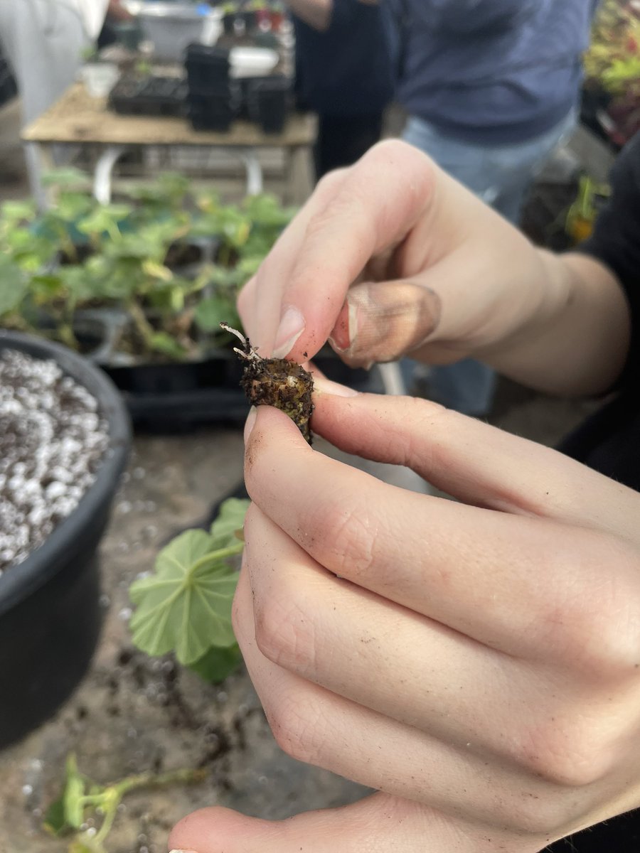 We got worms at <a href="/montcalm/">montcalm</a> ….in the greenhouse on our Geranium cuttings. Time for students to do pest management!