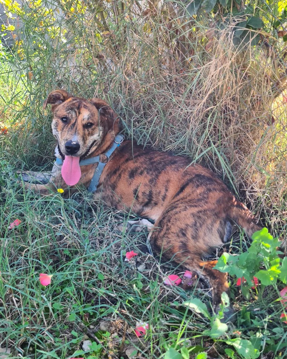 PATICASTAUSTE1's tweet photo. ⭐ ODY EN ADOPCIÓN ⭐

Ody sigue buscando familia. Es un muy bueno, con mucha energía y potencia, necesita correr y jugar mucho.

✔️ Macho
✔️ Mestizo
✔️ 1 año
✔️ Tamaño grande
✔️ Vacunado, desparasitado, negativo.
➡️ CONTACTO ☎️ 651886756
Ejea de los Caballeros (Zaragoza)

ADOPTA https://t.co/mJerPg5Vst