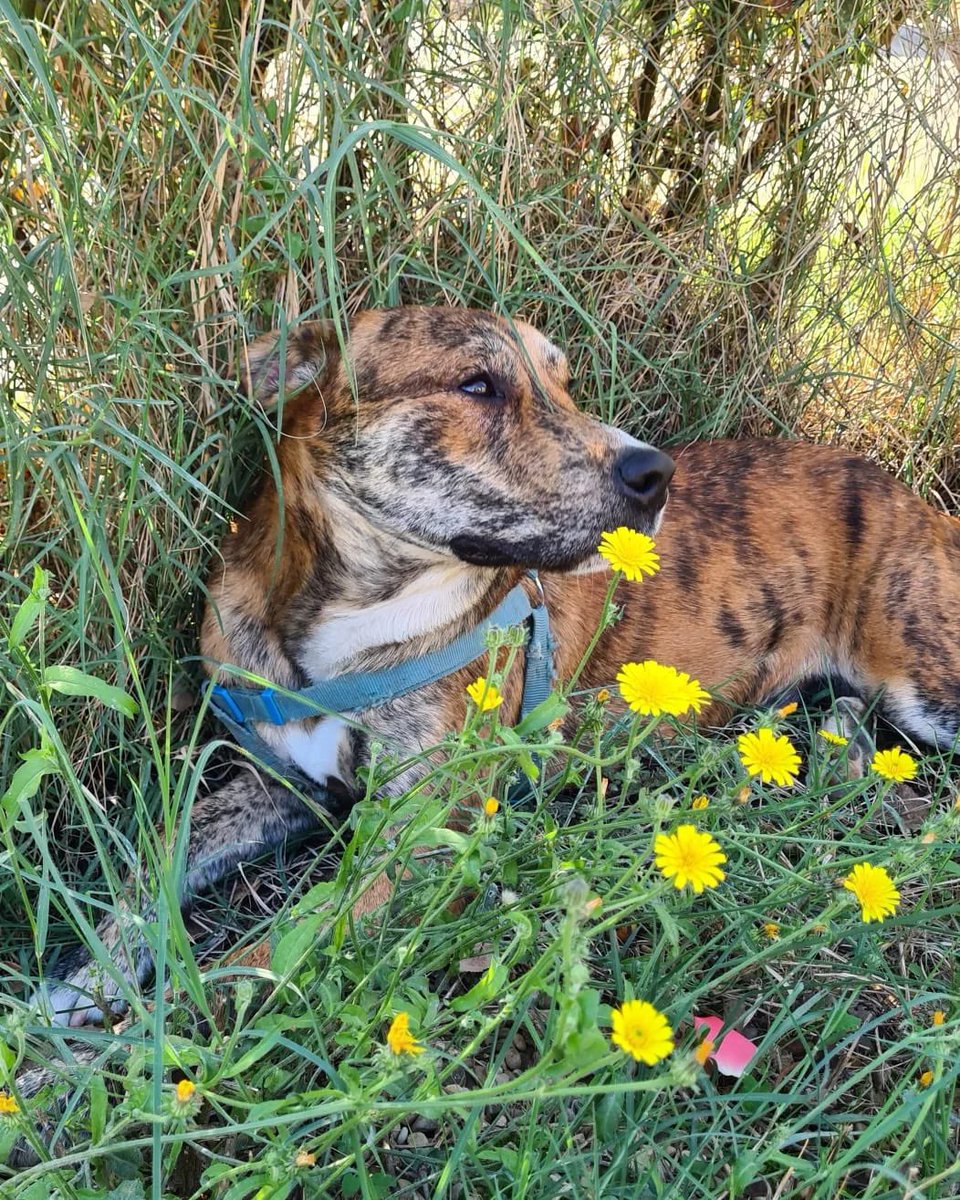 PATICASTAUSTE1's tweet photo. ⭐ ODY EN ADOPCIÓN ⭐

Ody sigue buscando familia. Es un muy bueno, con mucha energía y potencia, necesita correr y jugar mucho.

✔️ Macho
✔️ Mestizo
✔️ 1 año
✔️ Tamaño grande
✔️ Vacunado, desparasitado, negativo.
➡️ CONTACTO ☎️ 651886756
Ejea de los Caballeros (Zaragoza)

ADOPTA https://t.co/mJerPg5Vst