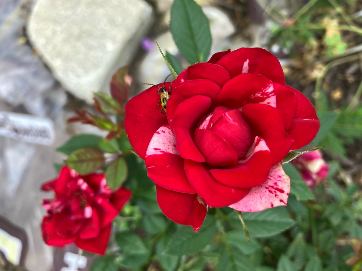 MHJGardenDesign's tweet photo. Tiny little friends were enjoying the #miniroses this summer. #rosewednesday
#summerflowers https://t.co/KnfQsMER9A