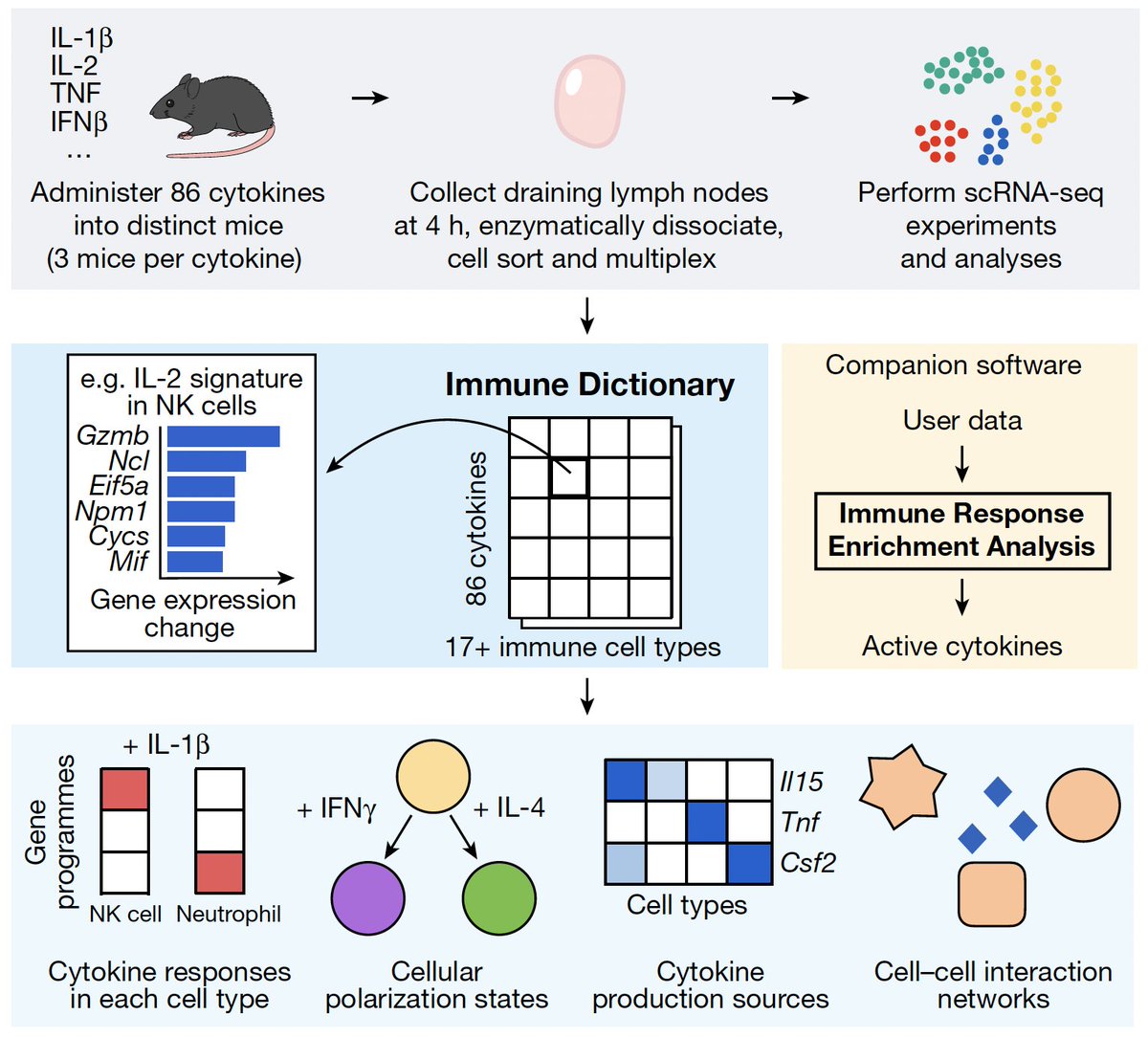 In <a href="/Nature/">nature</a> we systematically measured how every major #gene (&gt;10,000) in every major #immune cell type (&gt;17) responds to every major #cytokine (=86) in vivo,

forming the basis of the #ImmuneDictionary and its companion software #ImmuneResponseEnrichmentAnalysis (#IREA). 

5/