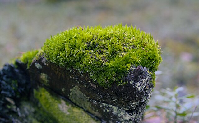 I've been fascinated by #lithophytes lately--#plants that grow on or in #stones--so I wrote up an article about them: rebeccalexa.com/what-are-litho…

#botany #mycology #fungi #carnivorousplants #mycorrhizalfungi #biodiversity #science #scicomm #nature