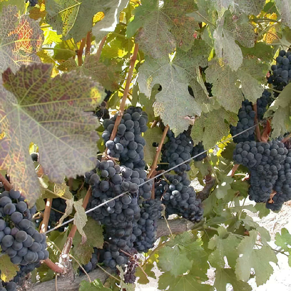 Why is Petite Sirah so BIG? Because its grapes are so small! Learn more about this big, bold red: cawineclub.com/blog/petite-si…