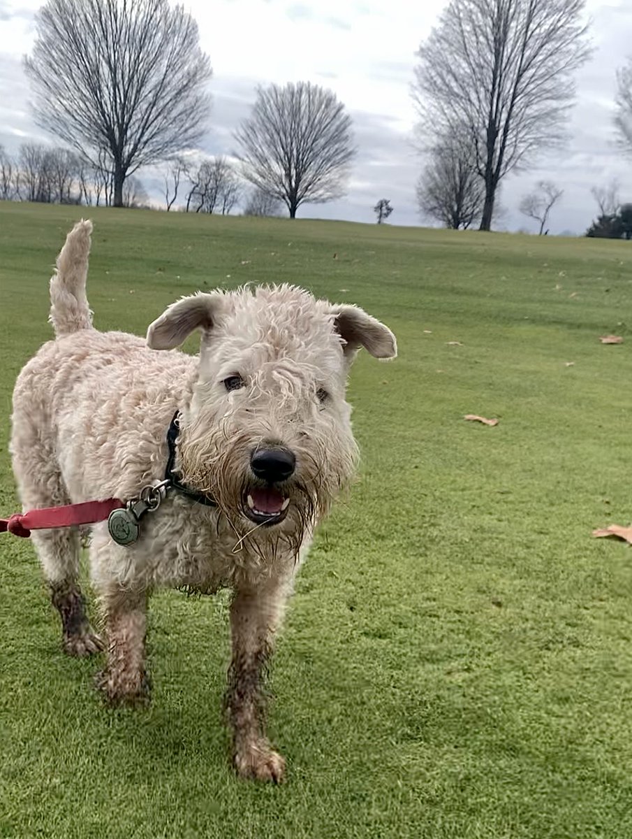 Mission Accomplished - Hurray!!  Got my look for the day! Hope your Hump Day is happy and full of hurrays too!!
#wheatenterrier #boots #dogsofx #dirtydog