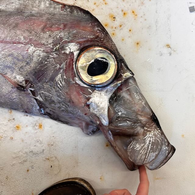 Are you a student in an art or illustration program interested in a quarter at Friday Harbor Labs to work with scientists? We have a fully funded position. The deadline is coming up.  Apply now!
fridayharborlabs.wufoo.com/forms/x3puutz0…