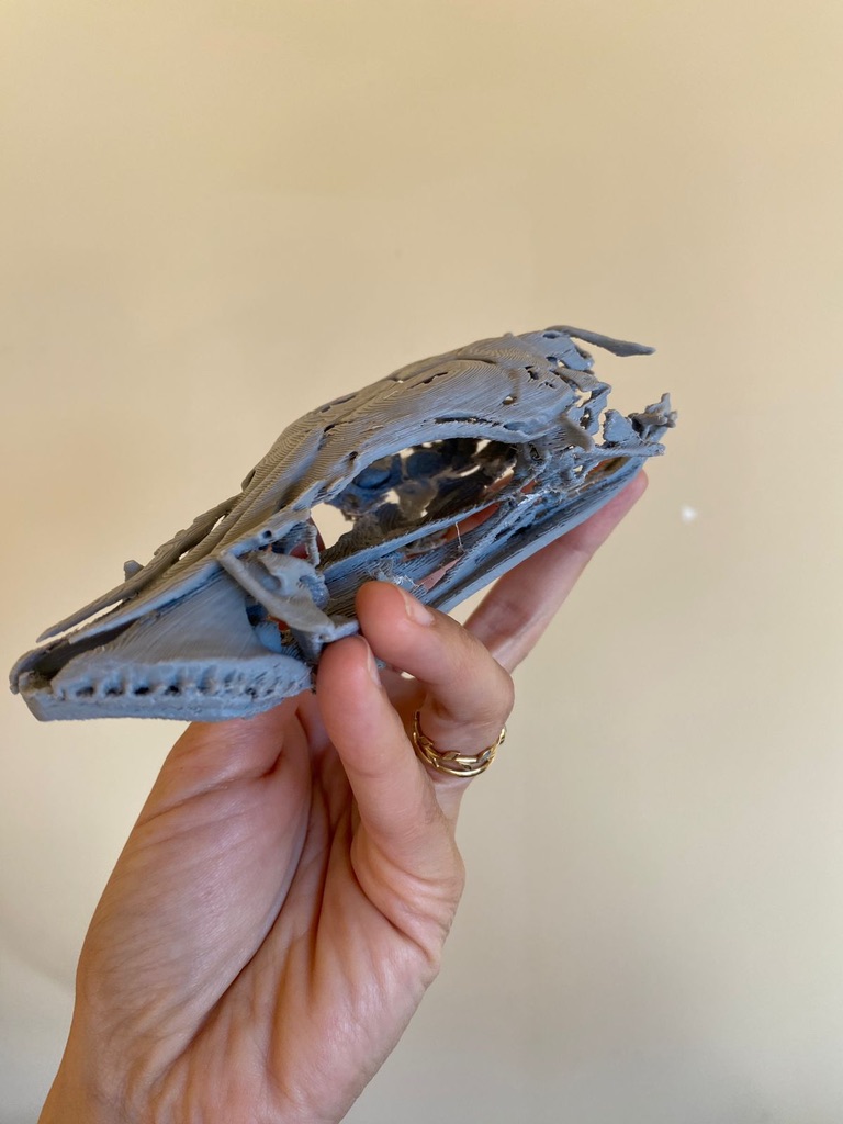 Adam P. Summers tweet media