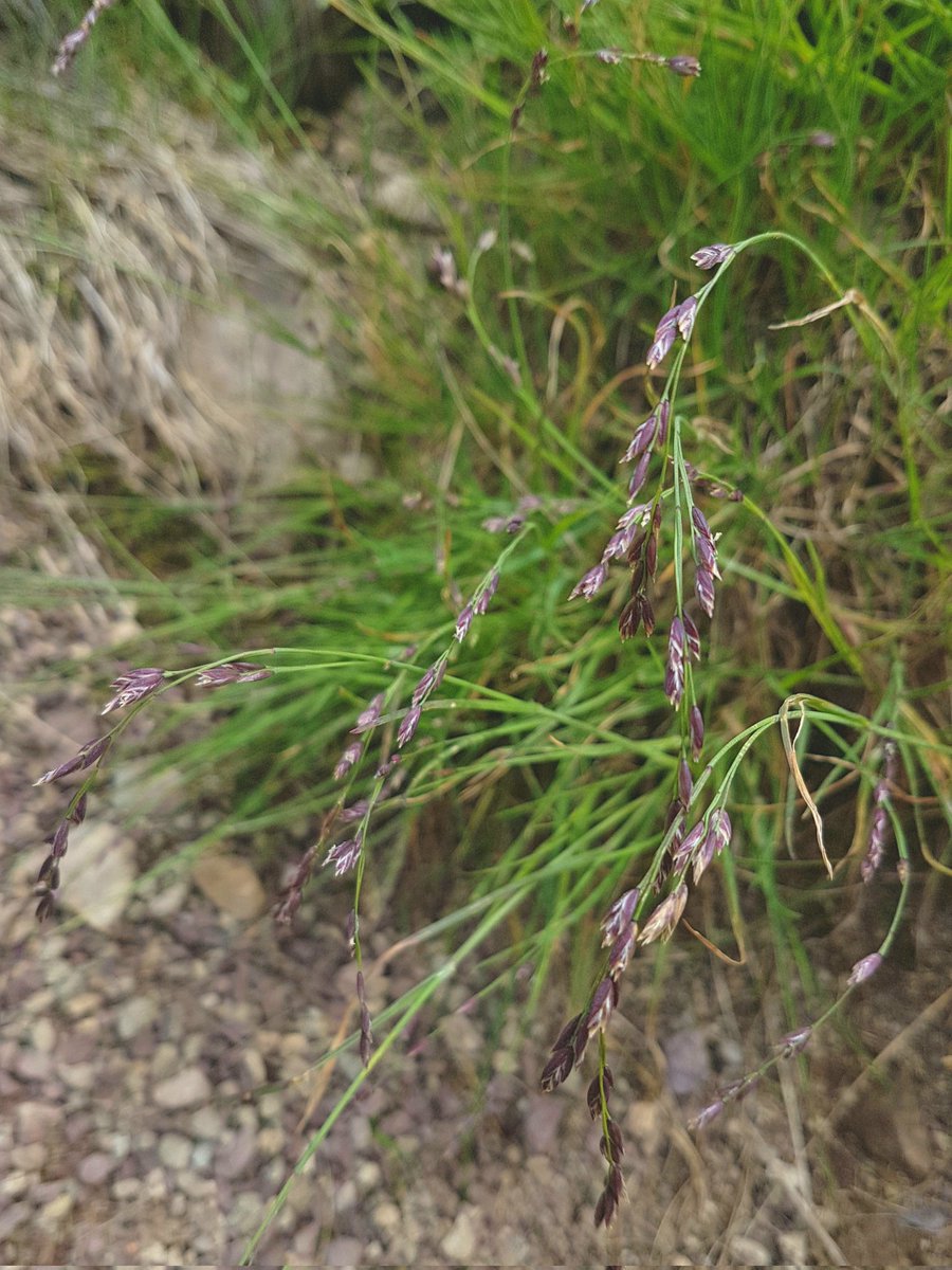 Summer Poaceae memories...
☀️🌾

Oreochloa disticha
Festuca alpina
Brachypodium pinnatum
Poa laxa

#poaceae #summer #botany #poa #festuca #mountains #memories
