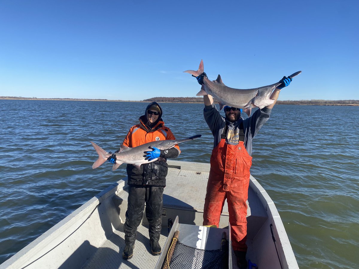 DirtyDog650's tweet image. With two nets deployed “in the juice”… so far it was worth the squeeze. Good morning catch from #PaddlefishNetting