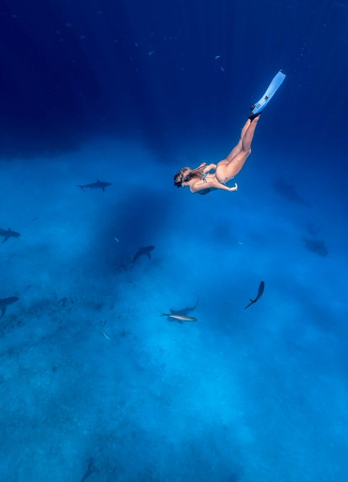 free diving with sharks 🦈🤍 https://t.co/y9dMuVB1oe