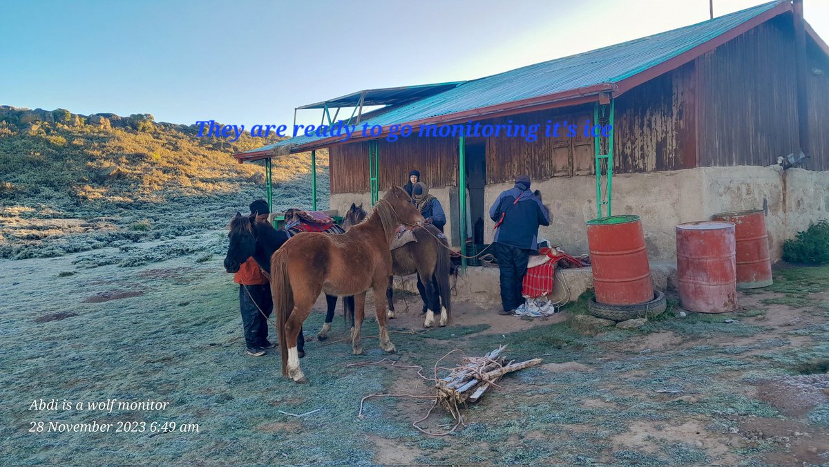 #EWCP team they started early morning to protect #EthiopianWolves in Web Valley. Whe are riding horse 🐎. When you look at white this is ice. But we are not think about breakage. We just think about #EthiopianWolf how to take care of the #Wolves @KyKebero @ClaudioSillero