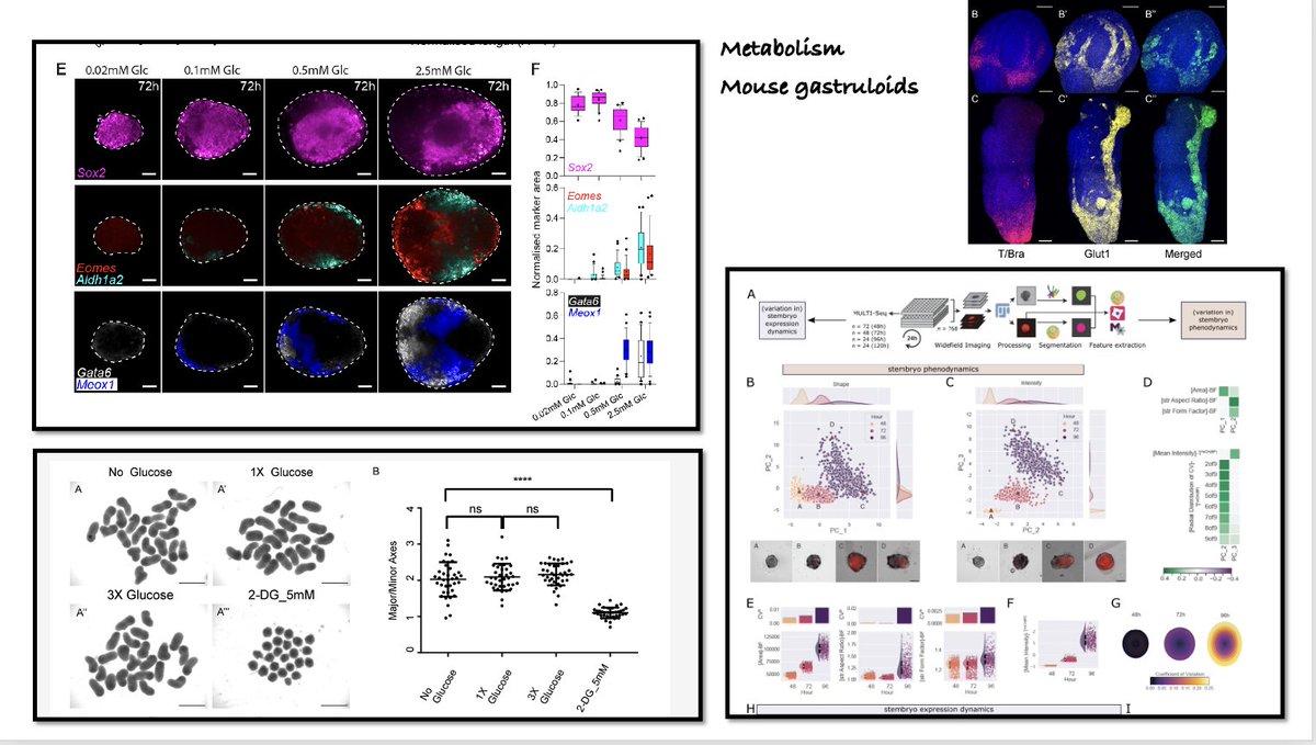 Alfonso Martinez Arias (@amartinezarias) on Twitter photo The modularity/robustness of #gastruloids to explore rltnshp between #metabolism/#CellFate; 3 #preprints
<a href="/teamstembryo/">teamstembryo</a> <a href="/jvveenvliet/">jesse veenvliet @jesseveenvliet.bsky.social</a>: shorturl.at/jptDE
<a href="/KStapornwongkul/">Kristina Stapornwongkul</a> <a href="/LabTrivedi/">Trivedi Lab</a> shorturl.at/sxBFL
earlier from <a href="/dd_chaitanya/">Chaitanya Dingare</a> <a href="/BenSteventon2/">Ben Steventon</a> shorturl.at/aozD4 The modularity/robustness of #gastruloids to explore rltnshp between #metabolism/#CellFate; 3 #preprints
<a href="/teamstembryo/">teamstembryo</a> <a href="/jvveenvliet/">jesse veenvliet @jesseveenvliet.bsky.social</a>: shorturl.at/jptDE
<a href="/KStapornwongkul/">Kristina Stapornwongkul</a> <a href="/LabTrivedi/">Trivedi Lab</a> shorturl.at/sxBFL
earlier from <a href="/dd_chaitanya/">Chaitanya Dingare</a> <a href="/BenSteventon2/">Ben Steventon</a> shorturl.at/aozD4